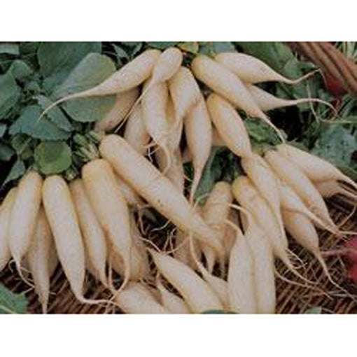 White radishes