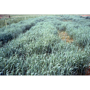 Winter rye cover crop