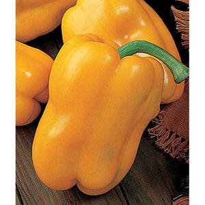 Sunbright sweet pepper seeds