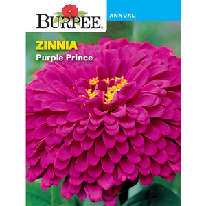 Purple Prince Zinnias