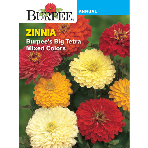 Zinnia flowers