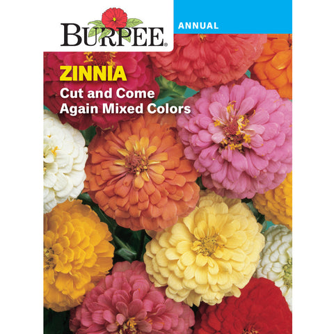 Cut and Come Again zinnia flowers