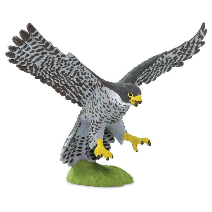 Peregrine Falcon 100094