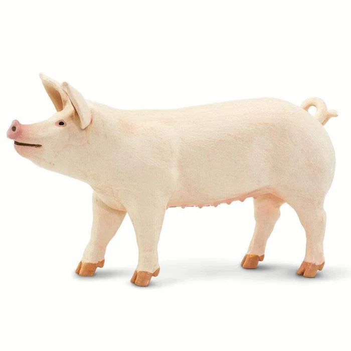 Large White Pig 100269