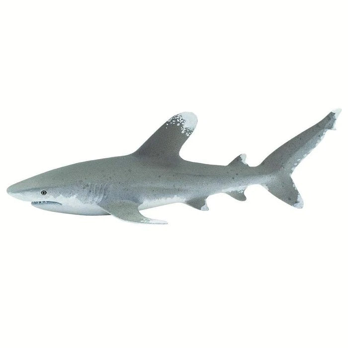 Oceanic Whitetip Shark 100271