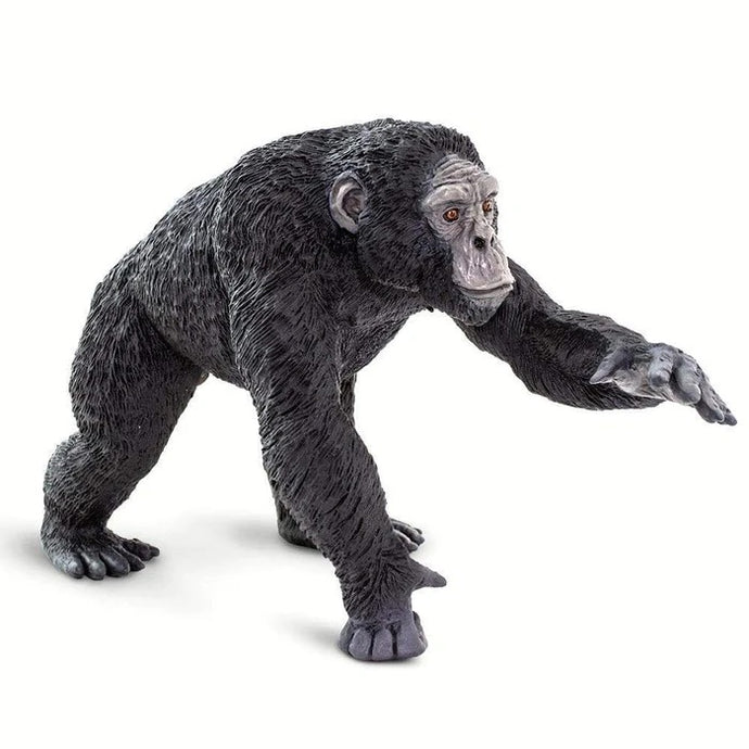 Chimpanzee 100302