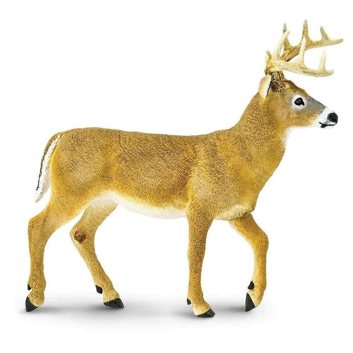 Whitetail Buck 113589