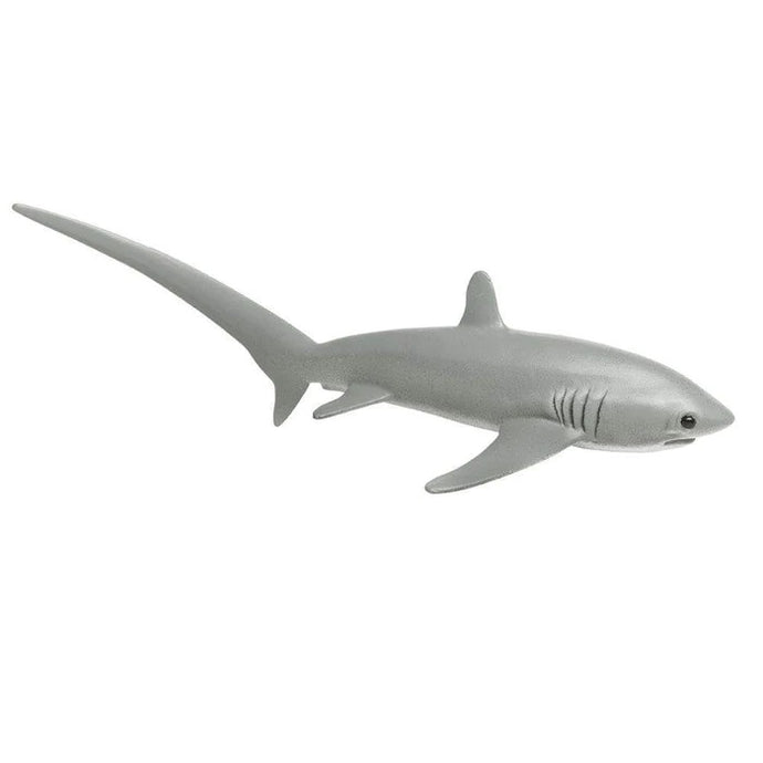 Thresher Shark 200229