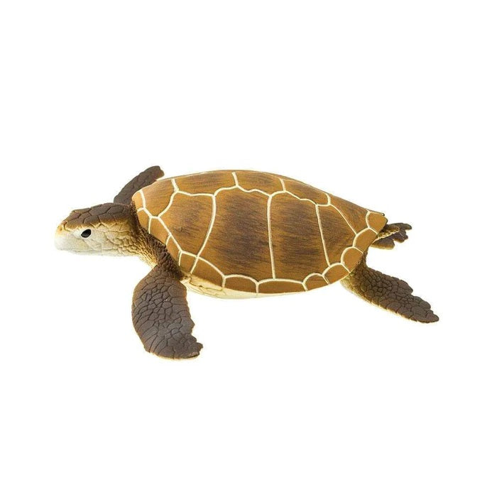 Green Sea Turtle 202329