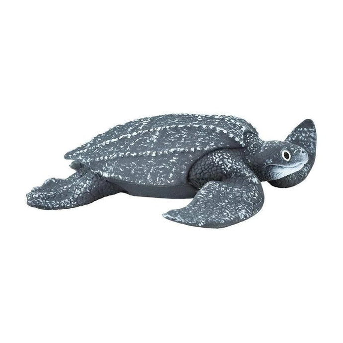 Leatherback Sea Turtle 202429