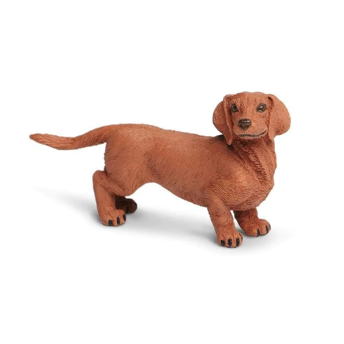 Dachshund 251529