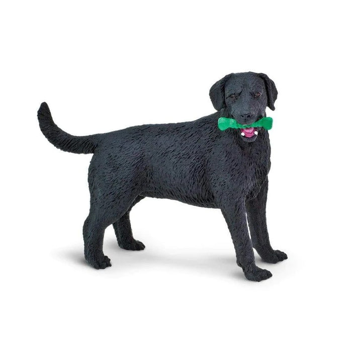 Black Labrador 253429