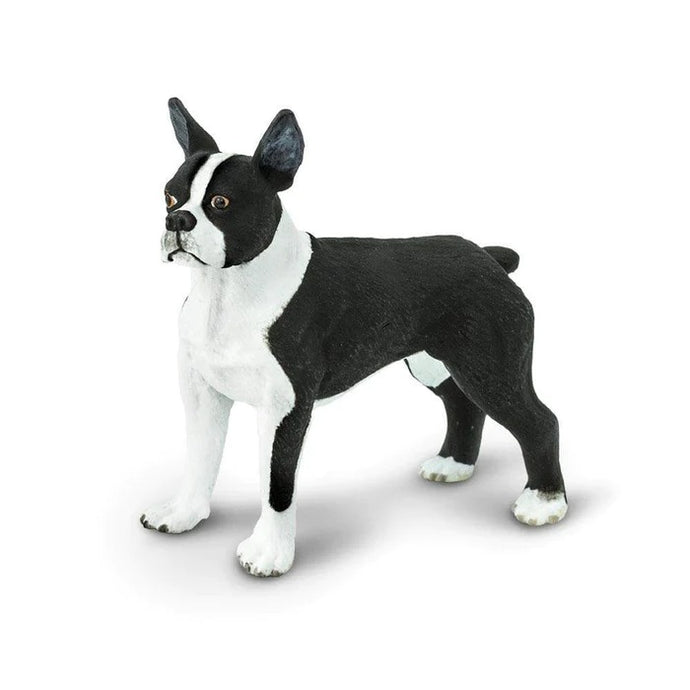 Boston Terrier 255029