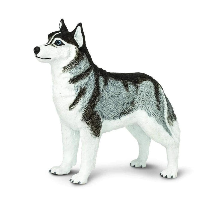 Siberian Husky 255229