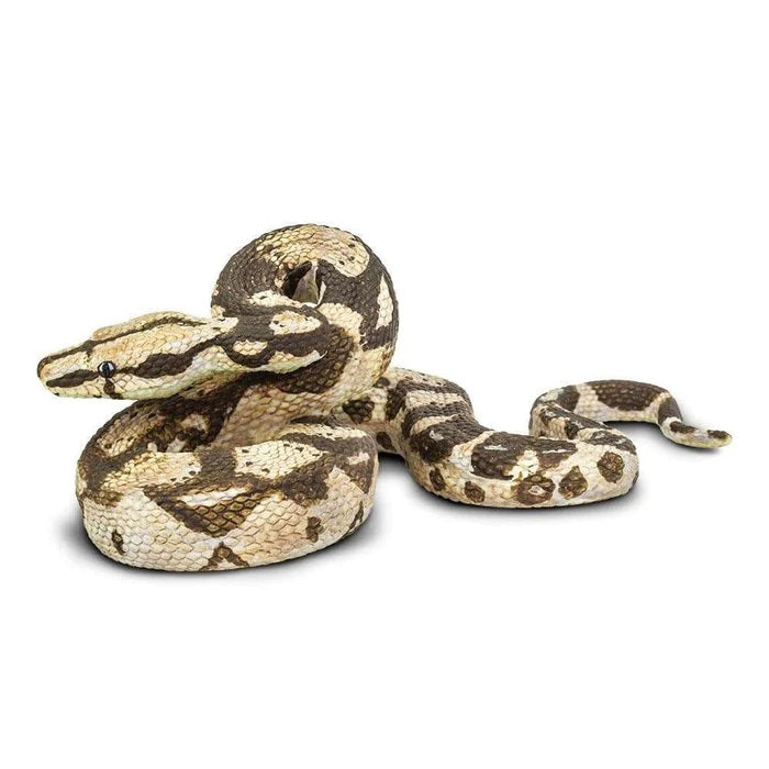 Boa Constrictor 266529