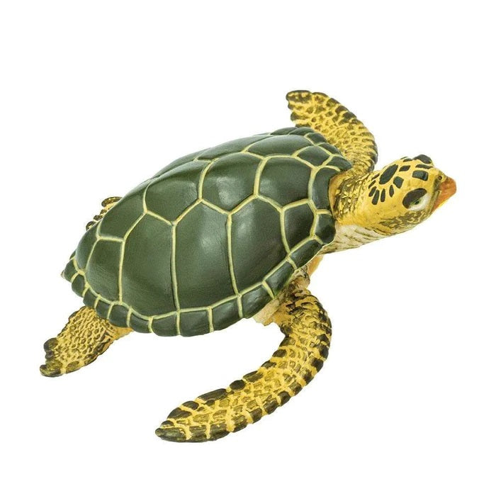 Green Sea Turtle 274329