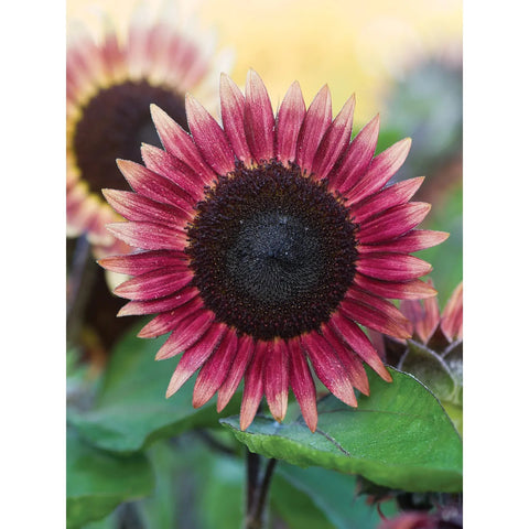 Sunflower, Ms. Mars