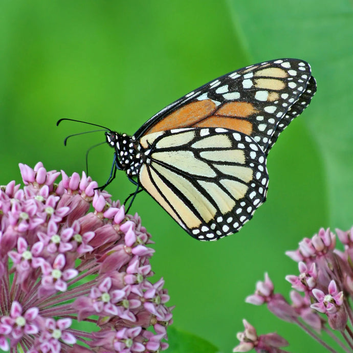 Red Swamp Milkweed