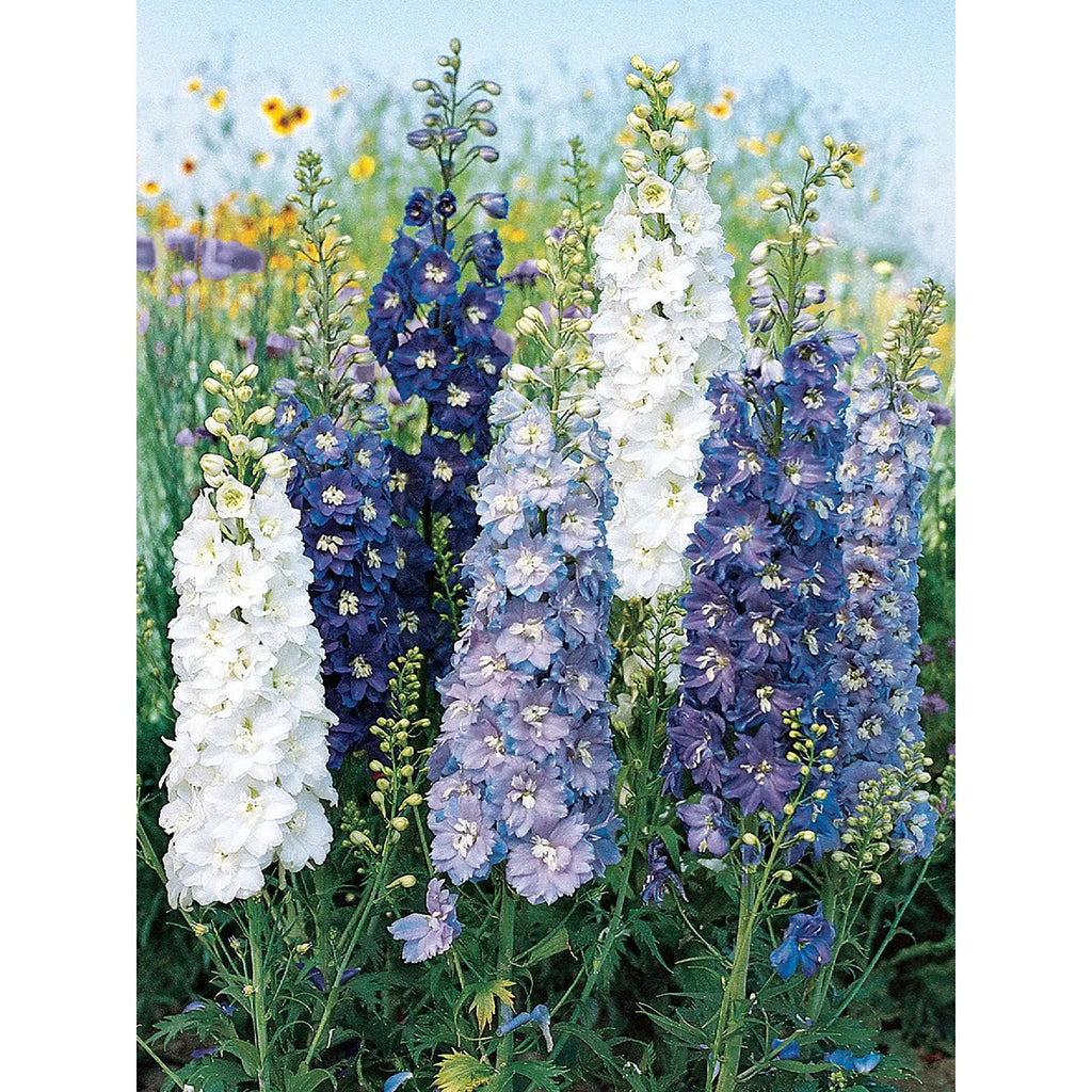 Burpee Delphinium, Fantasia Mixed Colors Flower Seed Pack 38285 โ Good ...