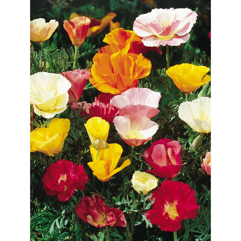 California Poppy Sunset Mix