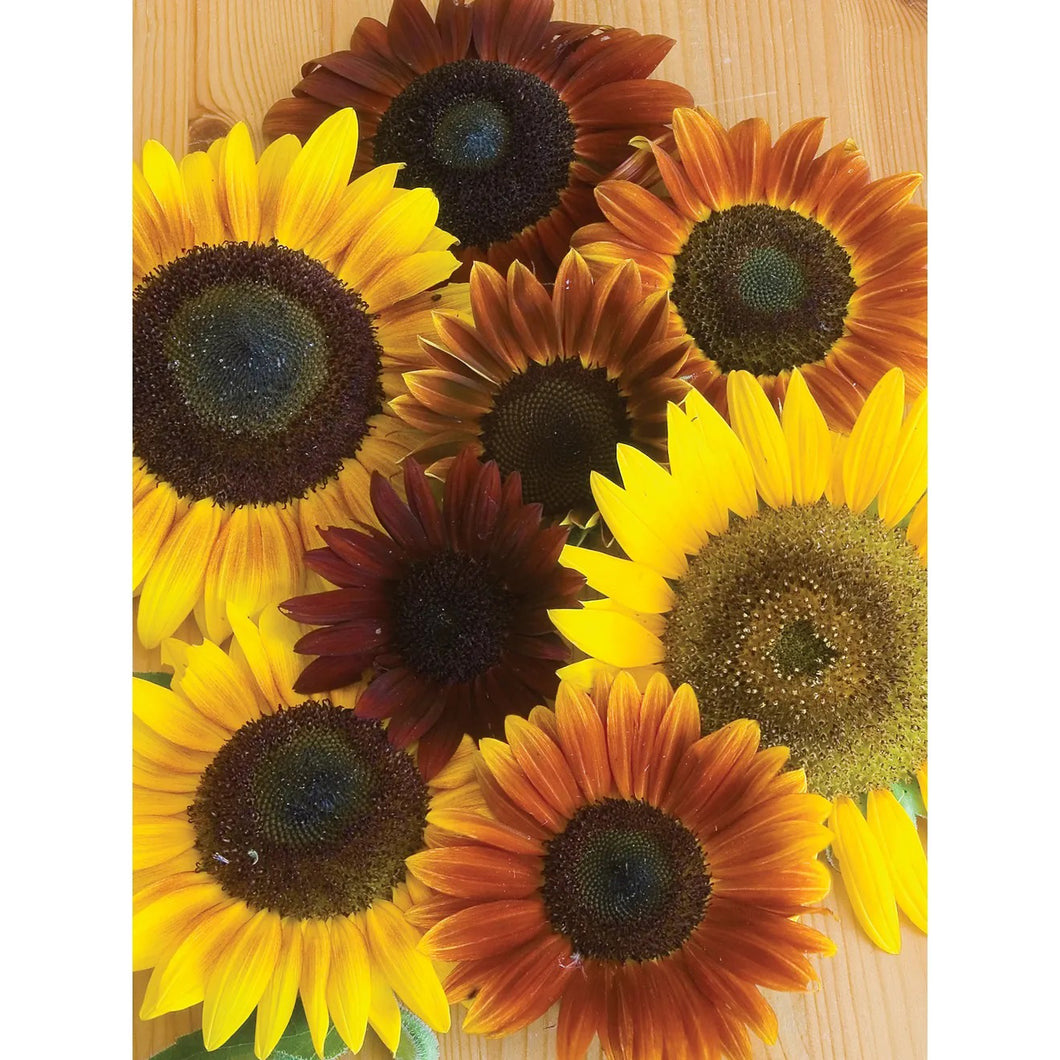 Sunflower, Autumn Beauty Mix