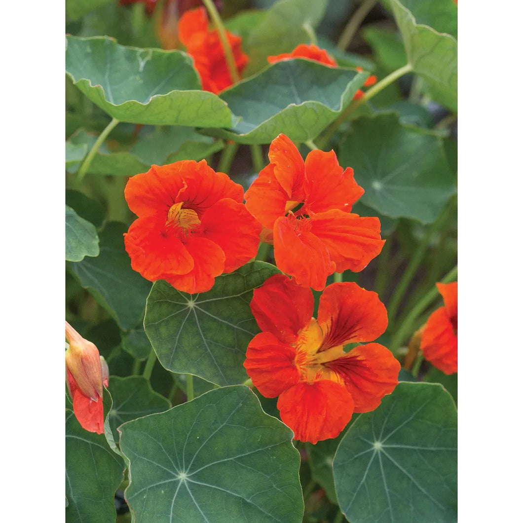 Nasturtium Empress of India