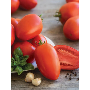 Tomato Gladiator Hybrid