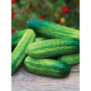 Pick-a-Bushel Cucumber