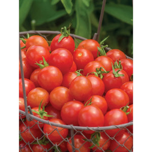 Cherry Baby Tomatoes