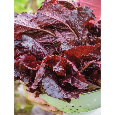 Burgundy Delight Lettuce