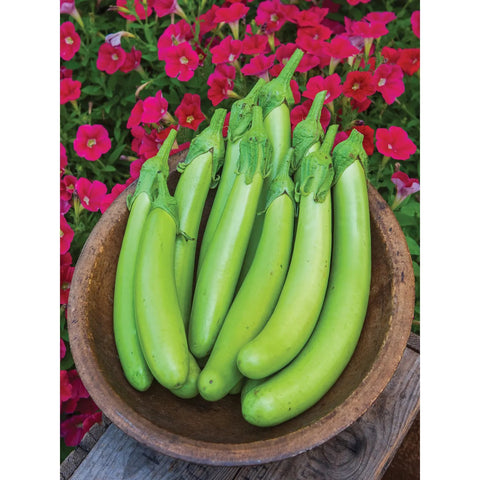 Eggplant Green Knight Hybrid