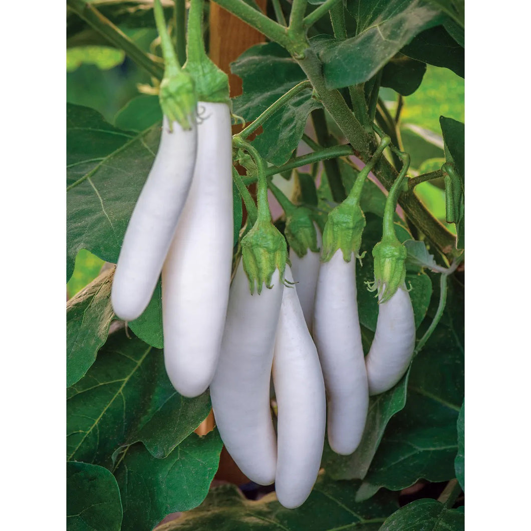 White Knight Eggplant