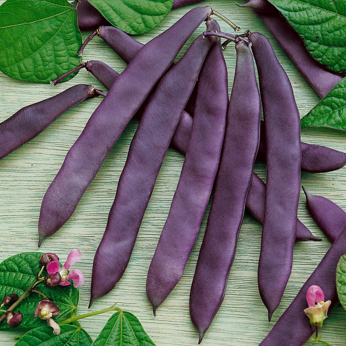 Dow Purple Pod Pole Bean