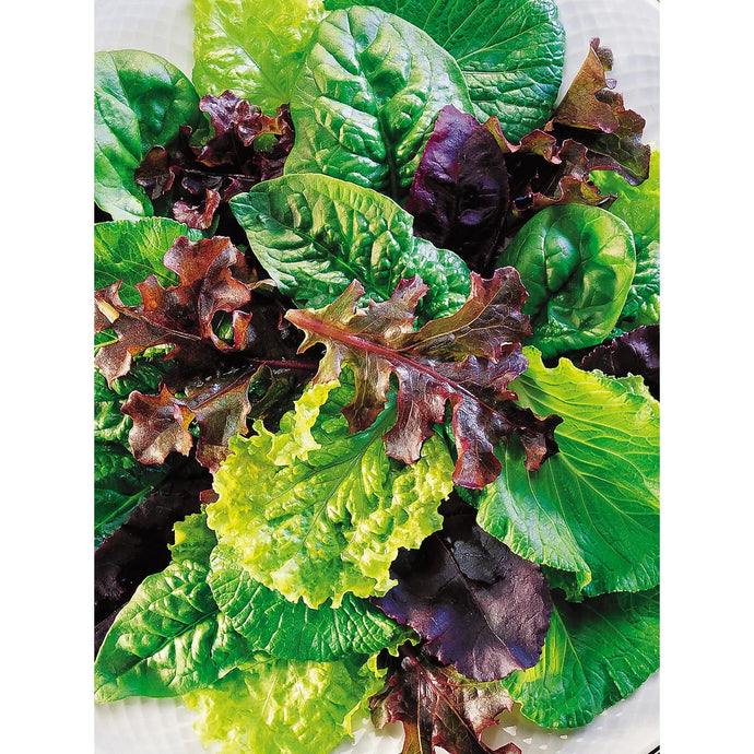 Mesclun Sweet Salad Mix