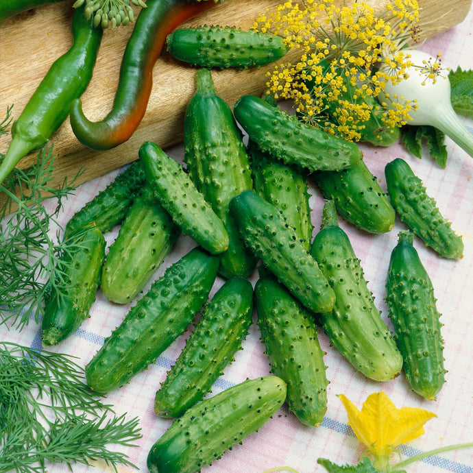 Parisian Gherkin Cucumber