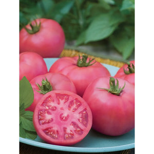 Tomato Big Pink Hybrid