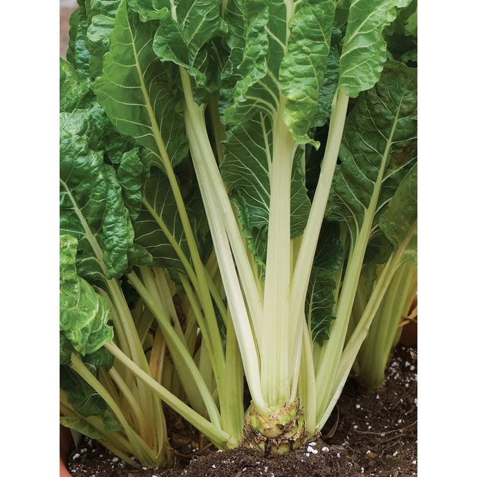 Swiss Chard Fordhook Giant