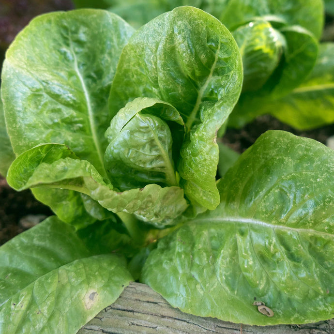 Little Gem Lettuce