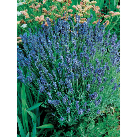 Lavender, Lady