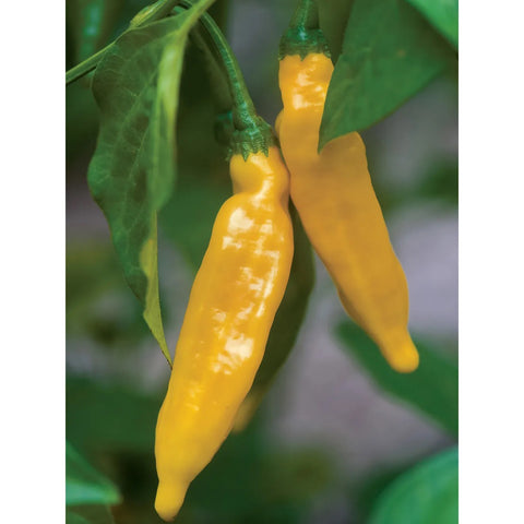 Pepper Hot Lemon