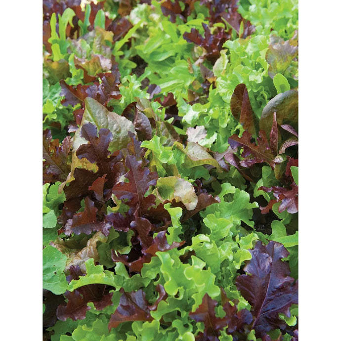 Lettuce, Gourmet Blend