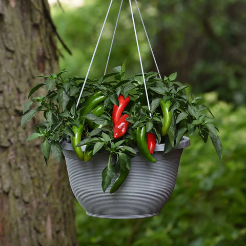 Pot-A-Peno Hot Pepper