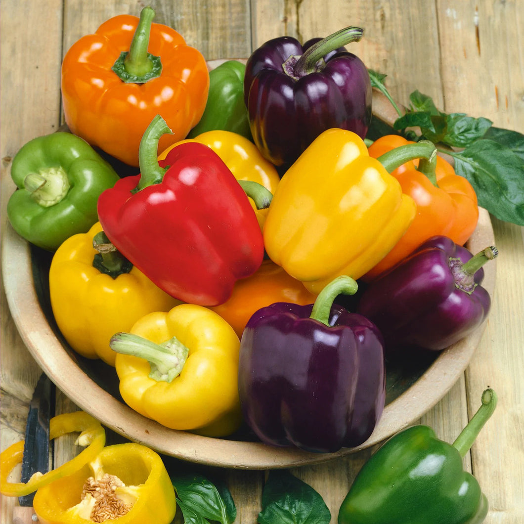 Rainbow Blend Bell Pepper