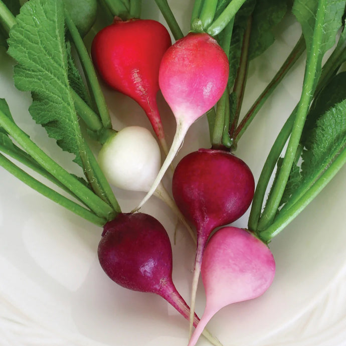 Easter Egg II Radish