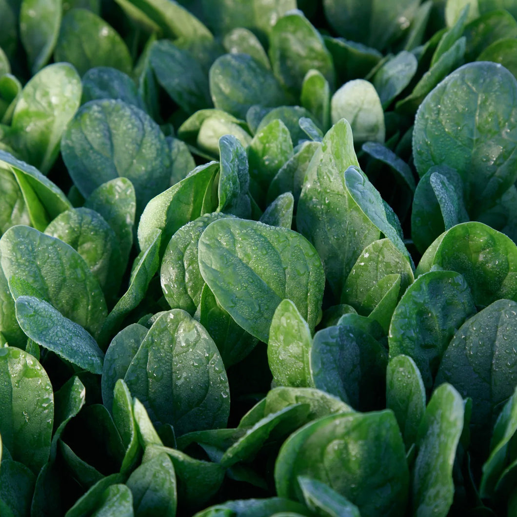 Lakeside Hybrid Spinach