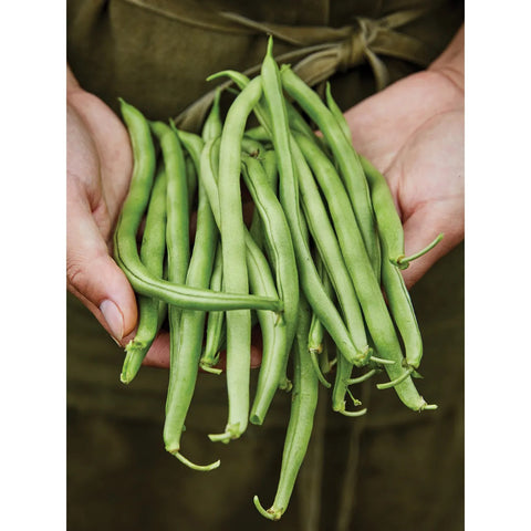 Bean Bush Blue Lake