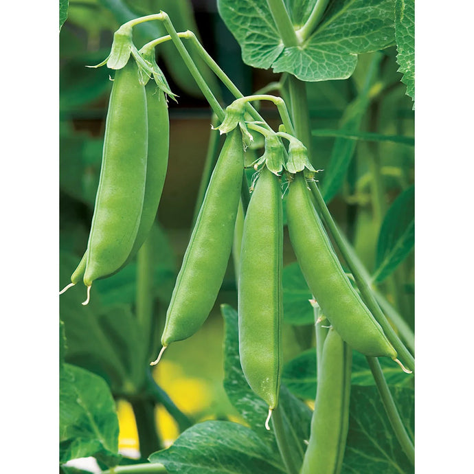 Sugar Snap Peas