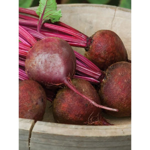 Dark Red, Medium Top Detroit Beet