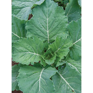 Collards Georgia