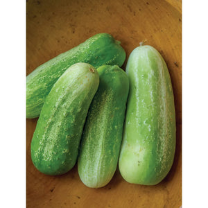 Cucumber Picklebush